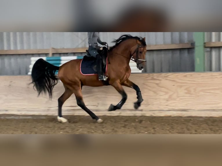 Andaluces Semental 6 años 168 cm Castaño in Roßdorf