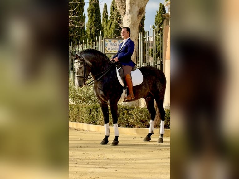 Andaluces Semental 6 años 170 cm Porcelana in Ermelo