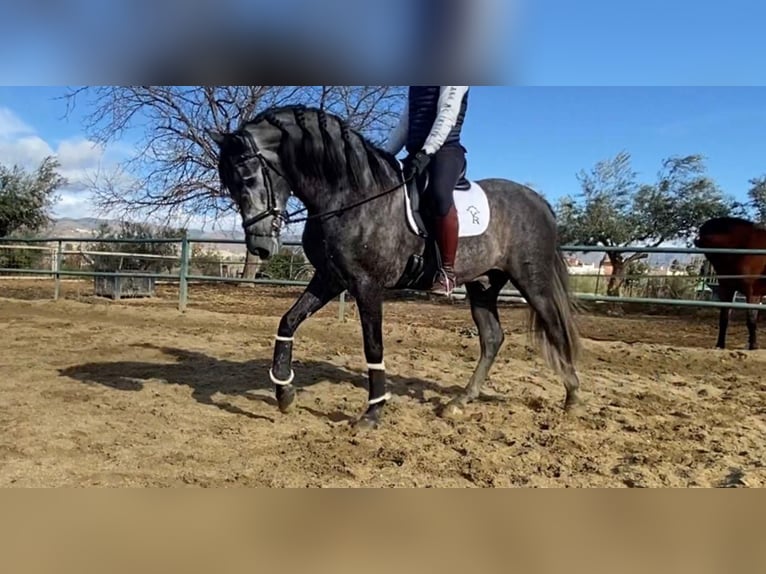 Andaluces Semental 6 años 170 cm Tordo in Almeria