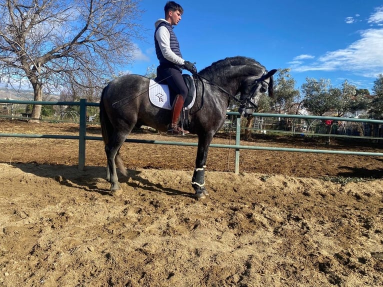 Andaluces Semental 6 años 170 cm Tordo in Almeria