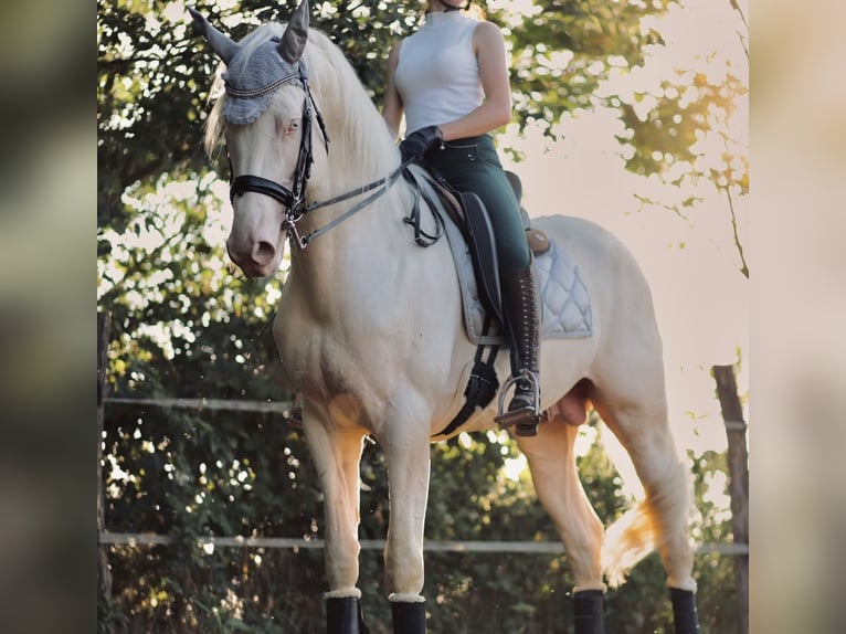 Andaluces Mestizo Semental 6 años 172 cm in Arluno