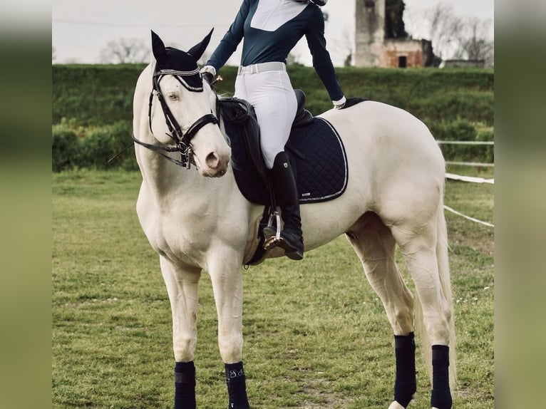 Andaluces Mestizo Semental 6 años 172 cm in Arluno