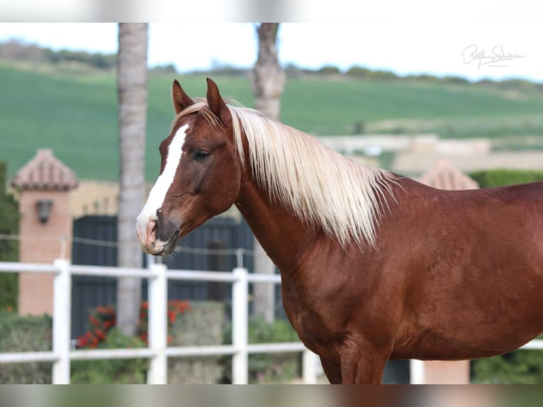 Andaluces Semental 7 años 155 cm Alazán-tostado in Malaga