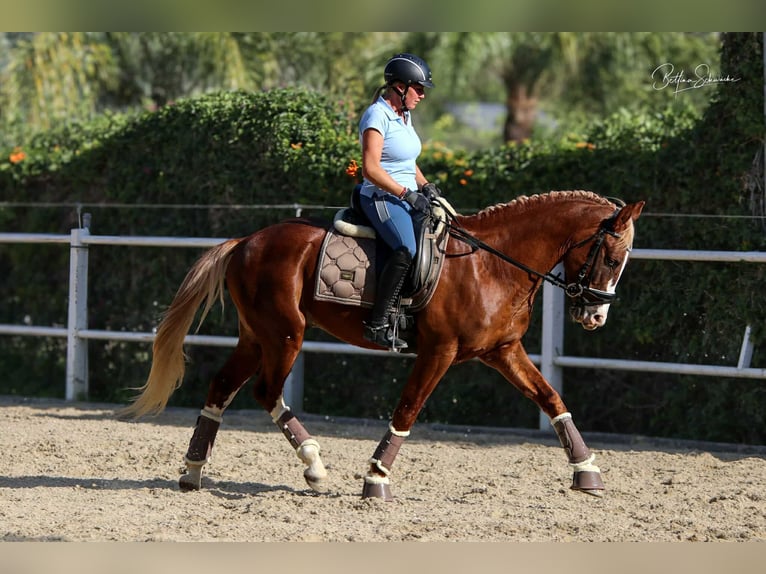 Andaluces Semental 7 años 155 cm Alazán-tostado in Malaga