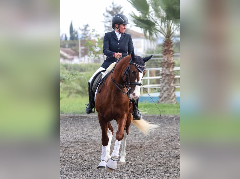 Andaluces Semental 7 años 155 cm Alazán-tostado in Malaga