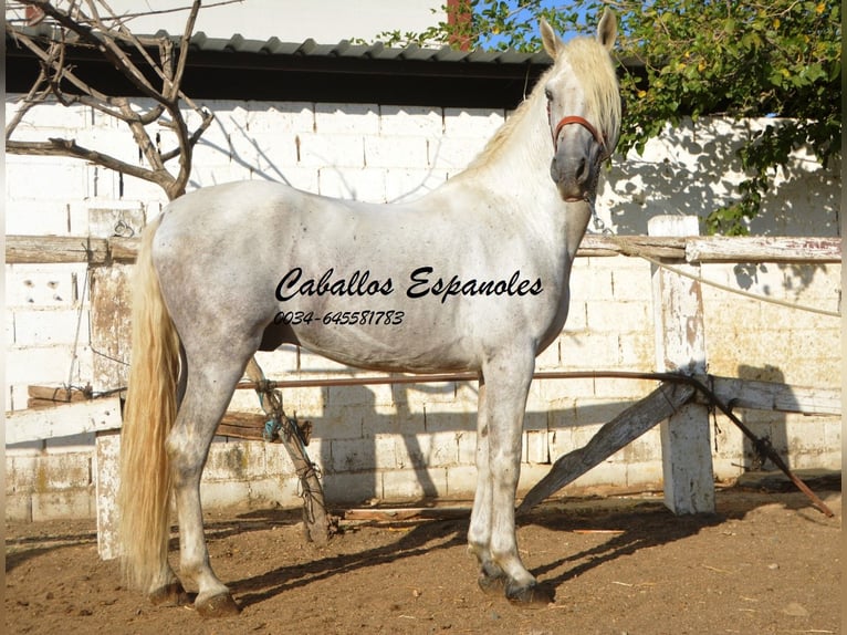 Andaluces Semental 7 años 156 cm Tordo in Vejer de la Frontera