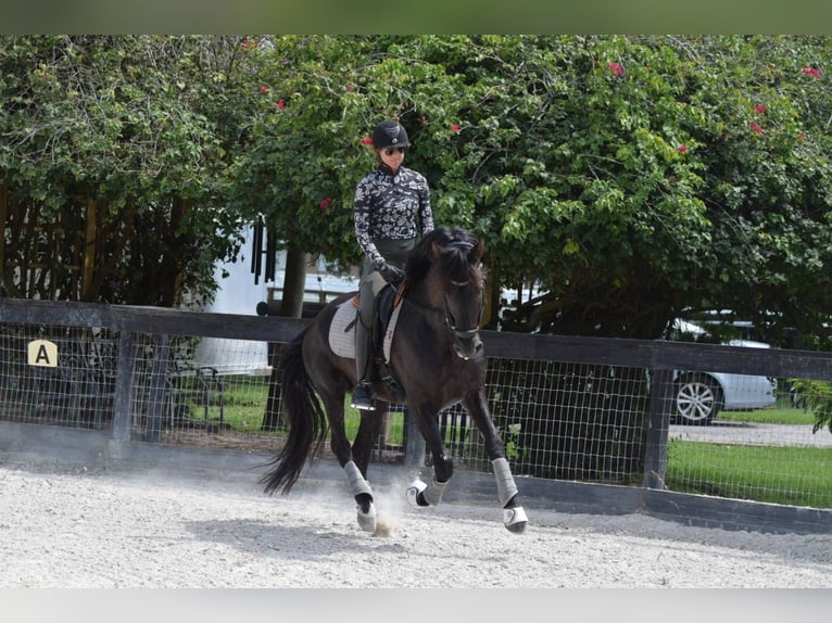 Andaluces Semental 7 años 160 cm Negro in wellington