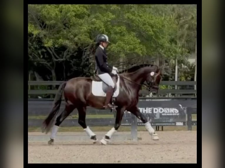 Andaluces Semental 7 años 160 cm Negro in wellington