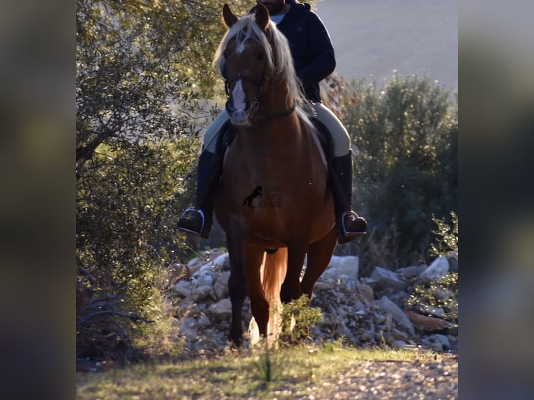 Andaluces Semental 7 años 160 cm Palomino in Mallorca
