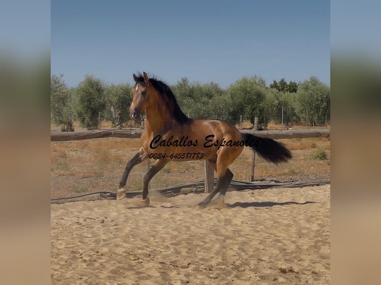 Andaluces Semental 7 años 161 cm Bayo in Vejer de la Frontera