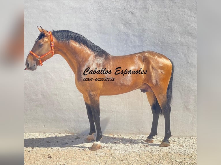 Andaluces Semental 7 años 161 cm Bayo in Vejer de la Frontera