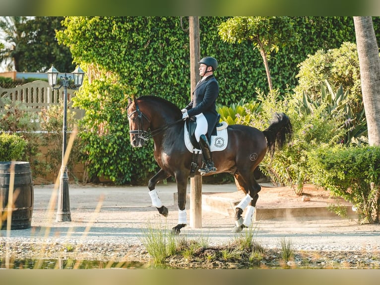 Andaluces Semental 7 años 162 cm Castaño oscuro in Ermelo