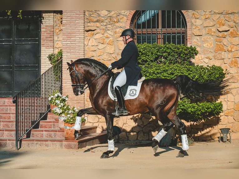 Andaluces Semental 7 años 162 cm Castaño oscuro in Ermelo