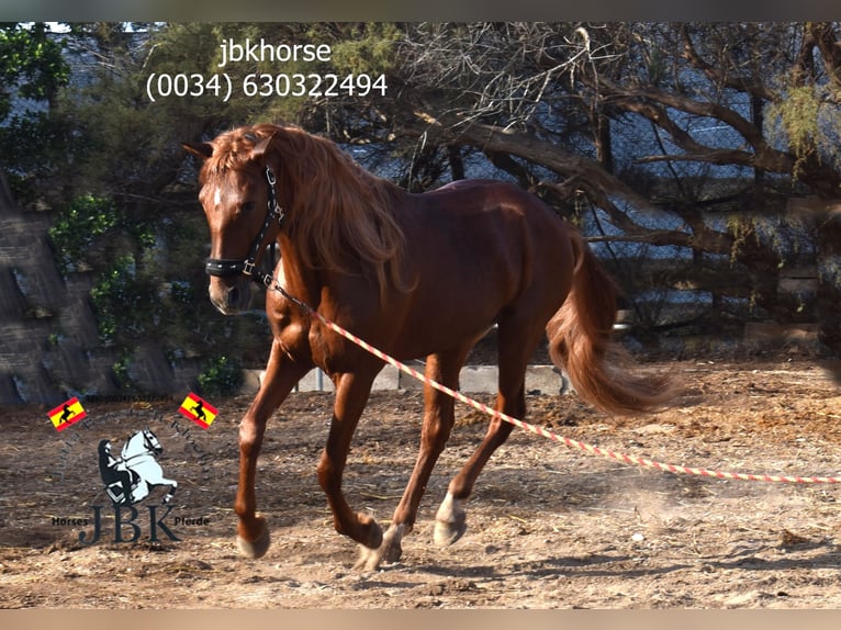 Andaluces Semental 7 años 163 cm Alazán in Tabernas Almeria