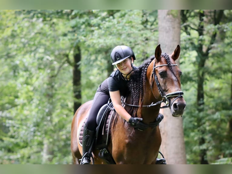 Andaluces Semental 7 años 164 cm Castaño in Sm