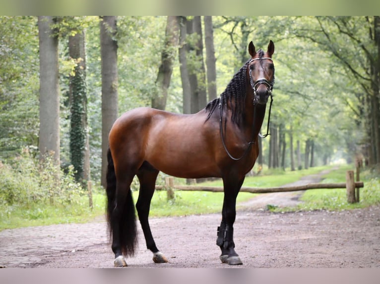 Andaluces Semental 7 años 164 cm Castaño in Sm