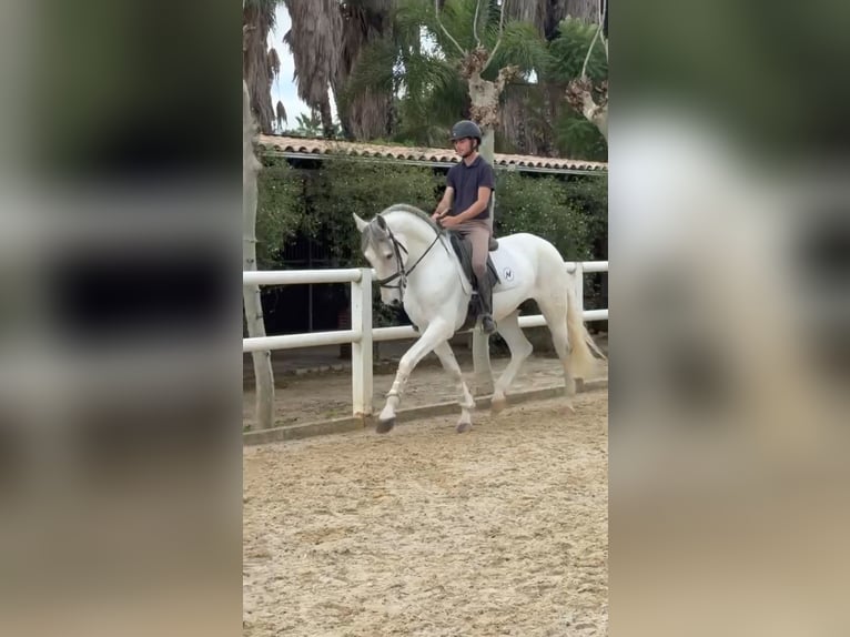 Andaluces Semental 7 años 165 cm White/Blanco in Ermelo