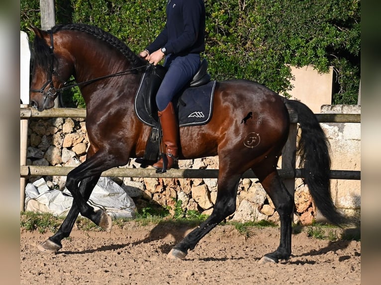Andaluces Semental 7 años 166 cm Castaño in Menorca