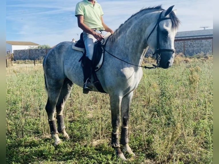 Andaluces Semental 7 años 167 cm Tordo in Talarrubias