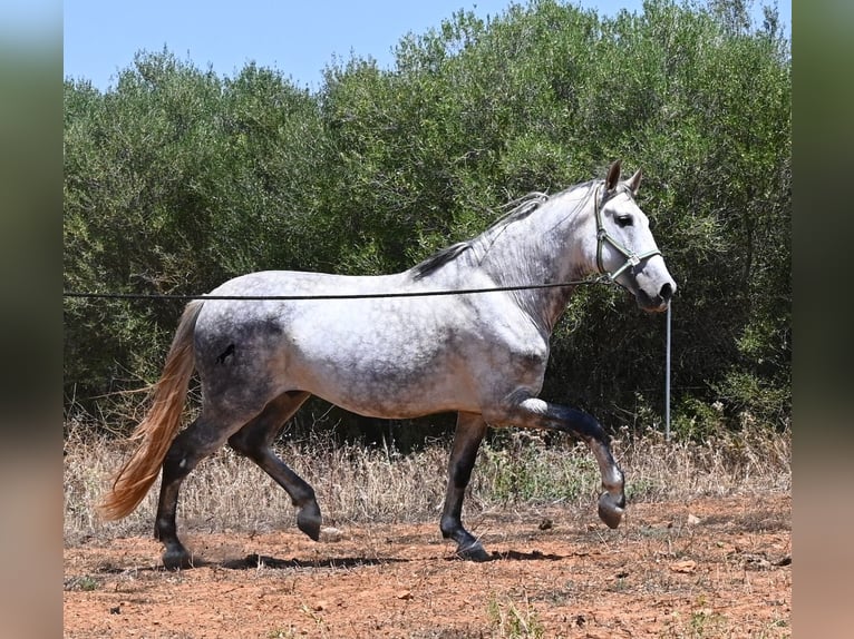 Andaluces Semental 7 años 169 cm Tordo in Mallorca