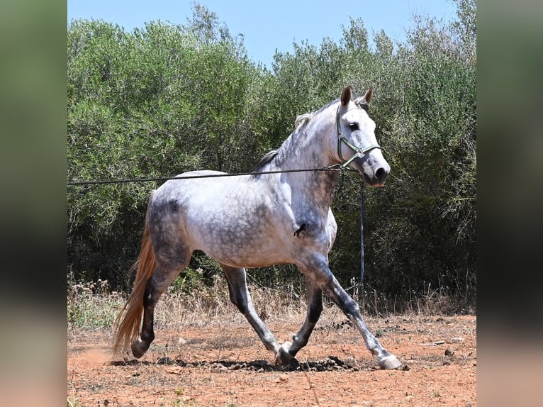 Andaluces Semental 7 años 169 cm Tordo in Mallorca