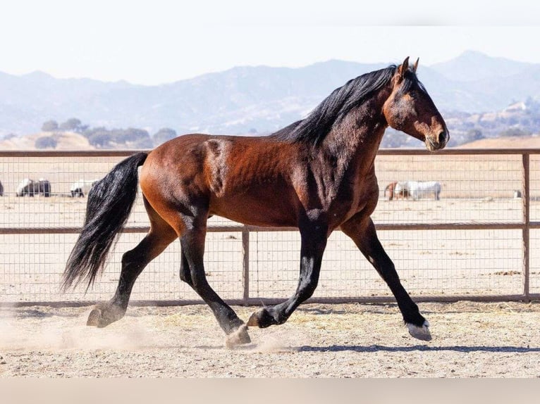 Andaluces Mestizo Semental 7 años 183 cm Castaño rojizo in Dallas