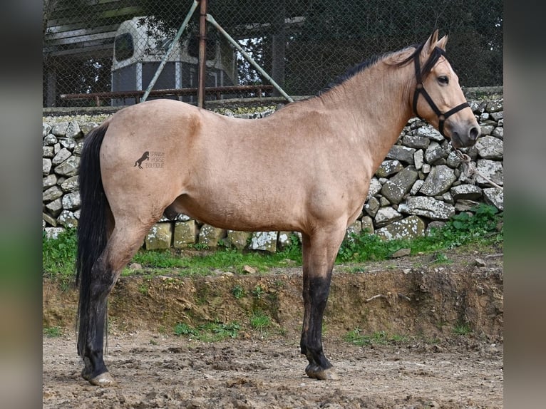 Andaluces Semental 8 años 158 cm Bayo in Menorca