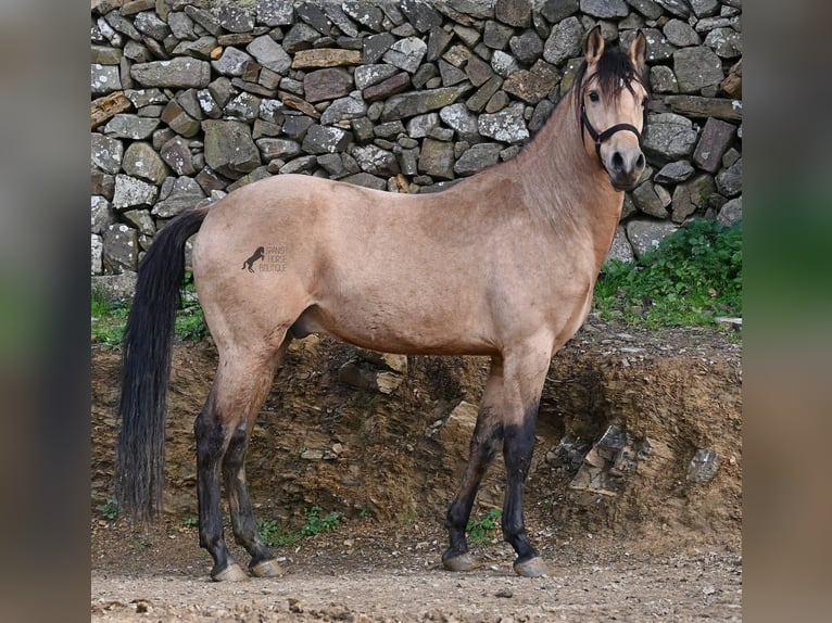 Andaluces Semental 8 años 158 cm Bayo in Menorca