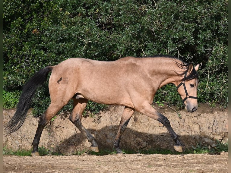 Andaluces Semental 8 años 158 cm Bayo in Menorca