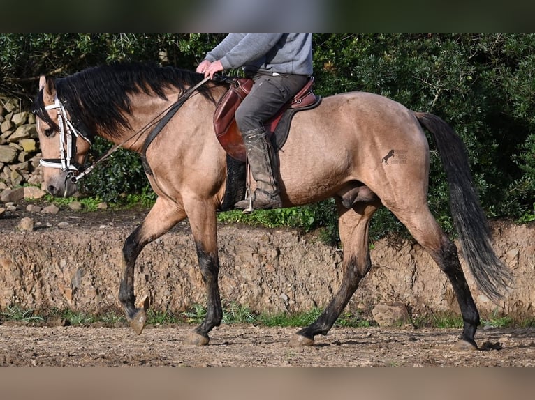 Andaluces Semental 8 años 158 cm Bayo in Menorca