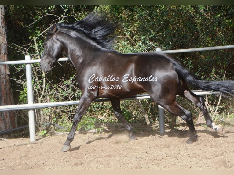 Andaluces Semental 8 años 158 cm Negro in Vejer de la Frontera