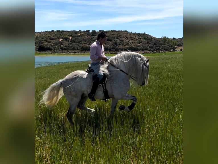 Andaluces Semental 8 años 158 cm Tordo rodado in Martfeld