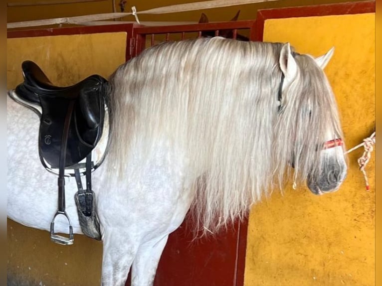 Andaluces Semental 8 años 158 cm Tordo rodado in Martfeld