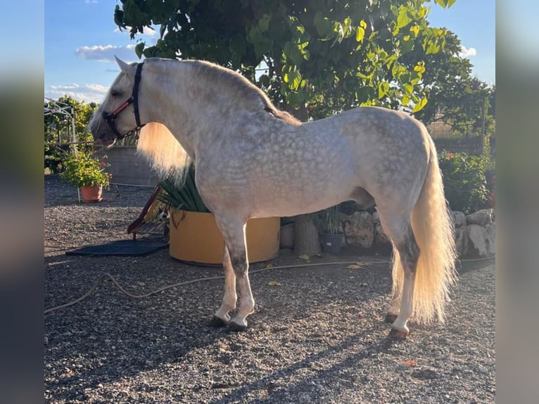 Andaluces Semental 8 años 158 cm Tordo rodado in Martfeld