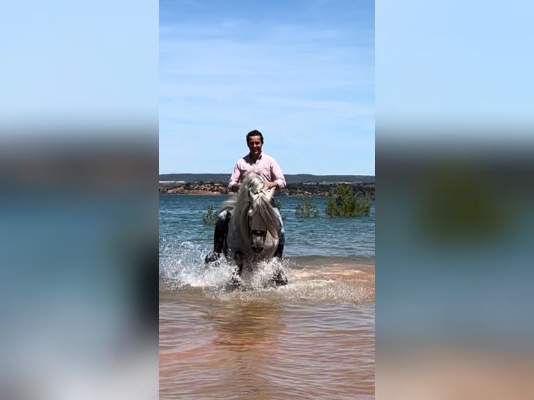 Andaluces Semental 8 años 158 cm Tordo rodado in Martfeld