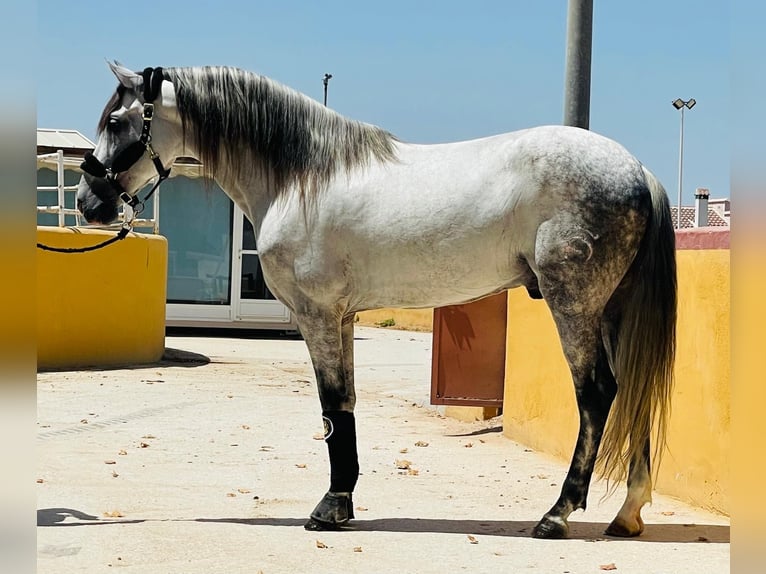 Andaluces Semental 8 años 158 cm Tordo rodado in Martfeld