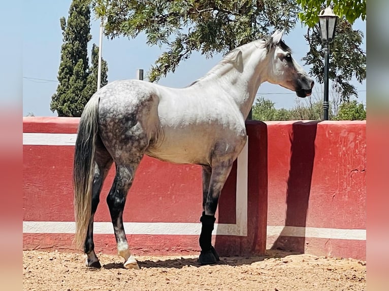 Andaluces Semental 8 años 158 cm Tordo rodado in Martfeld