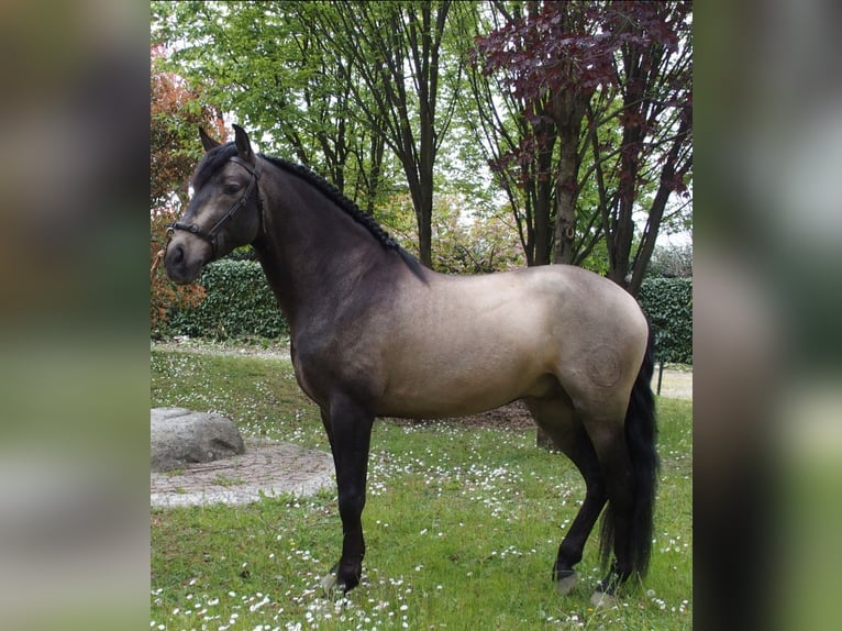 Andaluces Semental 8 años 162 cm Buckskin/Bayo in Milano