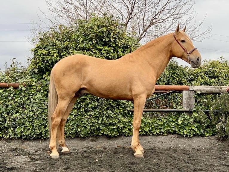 Andaluces Semental 8 años 163 cm Palomino in Galaroza (Huelva)