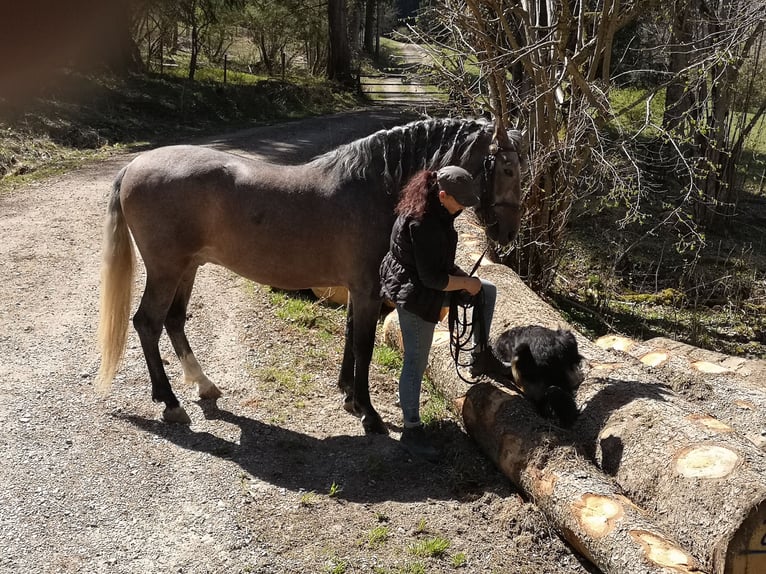 Andaluces Semental 8 años 164 cm Musgo in Aitrang