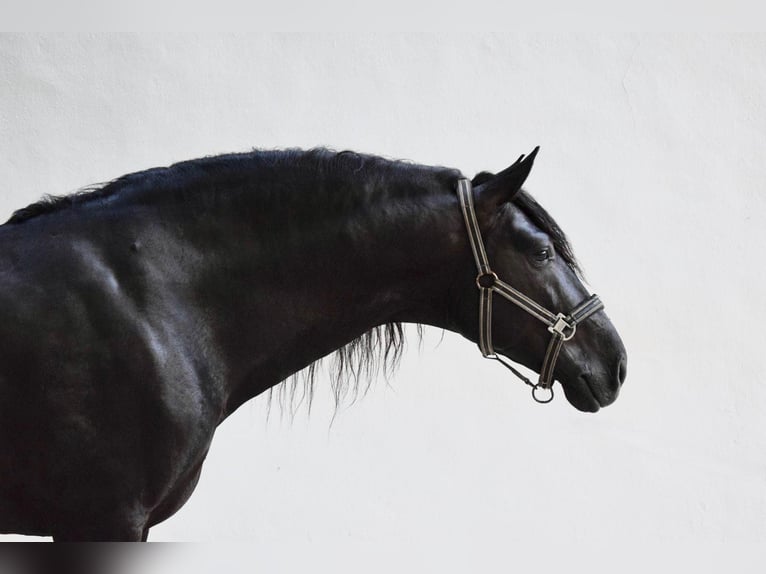 Andaluces Semental 8 años 164 cm Negro in Ronda