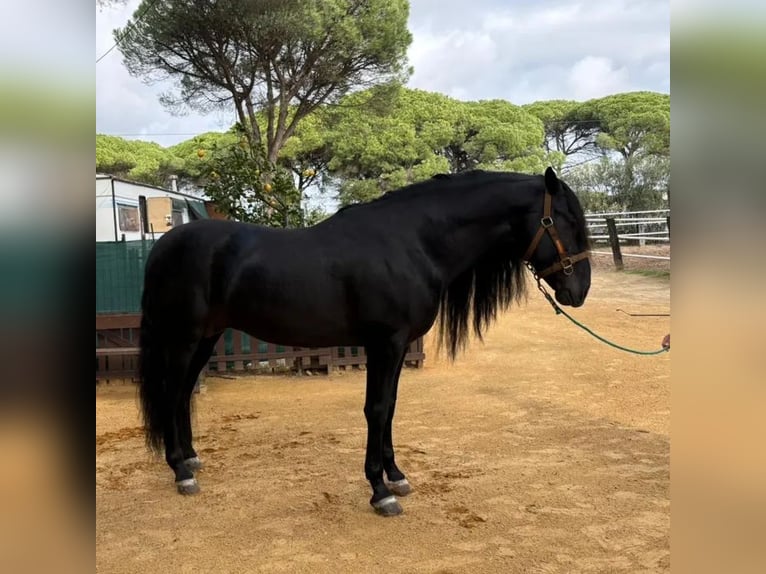 Andaluces Semental 8 años 169 cm in Cazorla