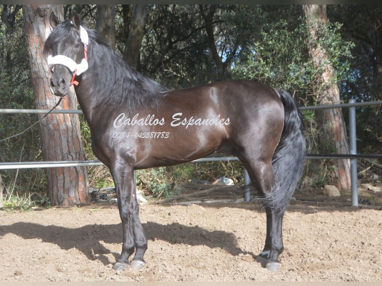 Andaluces Semental 9 años 158 cm Negro in Vejer de la Frontera