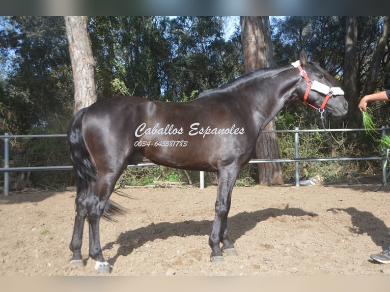 Andaluces Semental 9 años 158 cm Negro in Vejer de la Frontera