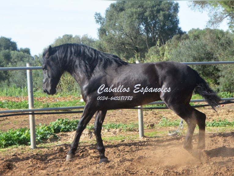 Andaluces Semental 9 años 158 cm Negro in Vejer de la Frontera