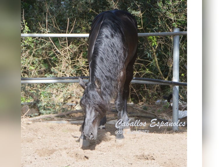 Andaluces Semental 9 años 158 cm Negro in Vejer de la Frontera