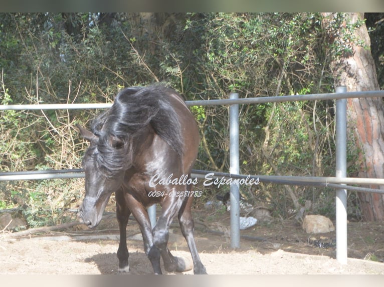 Andaluces Semental 9 años 158 cm Negro in Vejer de la Frontera