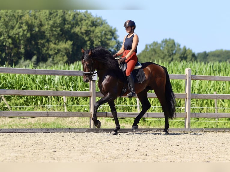 Andaluces Semental 9 años 162 cm Morcillo in Bogaarden