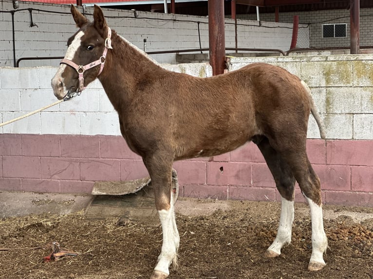 Andaluces Semental Potro (06/2024) 140 cm Alazán in Fuenlabrada