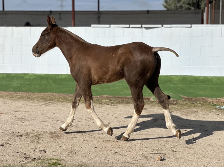 Andaluces Semental Potro (06/2024) 140 cm Alazán in Fuenlabrada